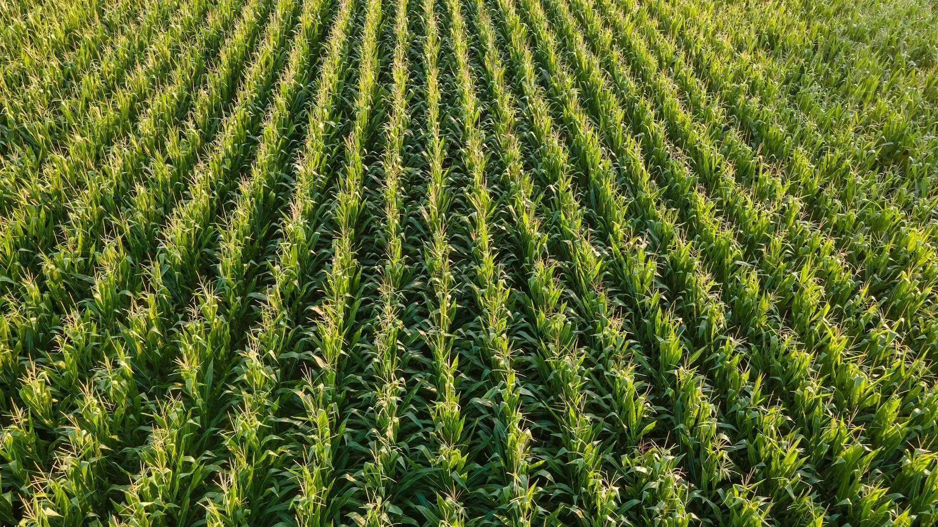 Fertilizer production use case